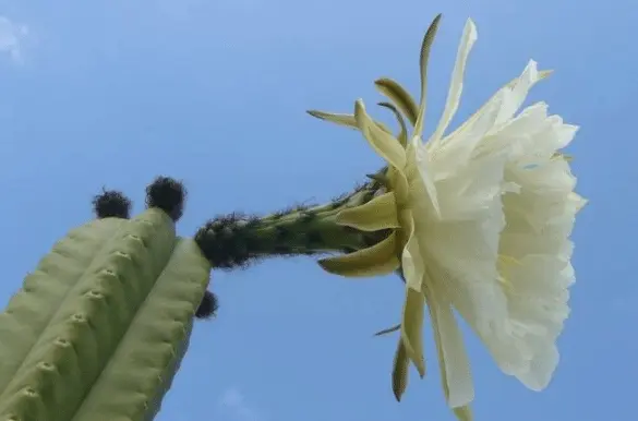 Benefits Of San Pedro cactus