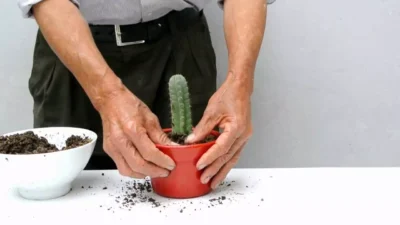 How to grow San Pedro cactus