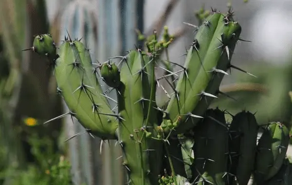 How to identify the San Pedro cactus