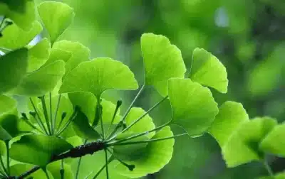 What is Ginkgo Biloba used for