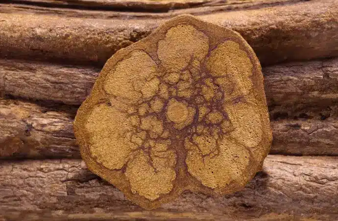 Benefits of the Banisteriopsis Caapi