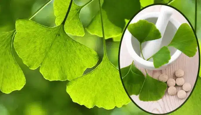 How to use Ginkgo Biloba