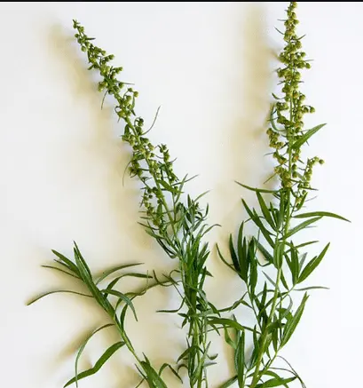 Types of Tarragon