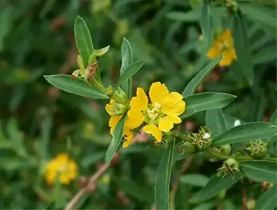 Benefits of Sinicuichi plant