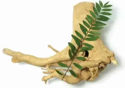 Benefits of Tongkat Ali