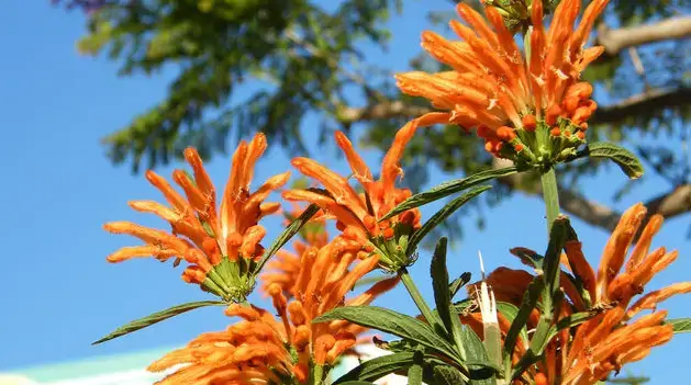 wild dagga benefits