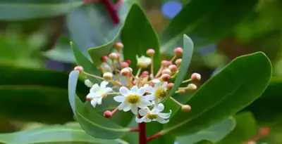 Do you know the benefits of Catuaba bark