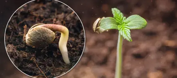 How to grow dagga correctly