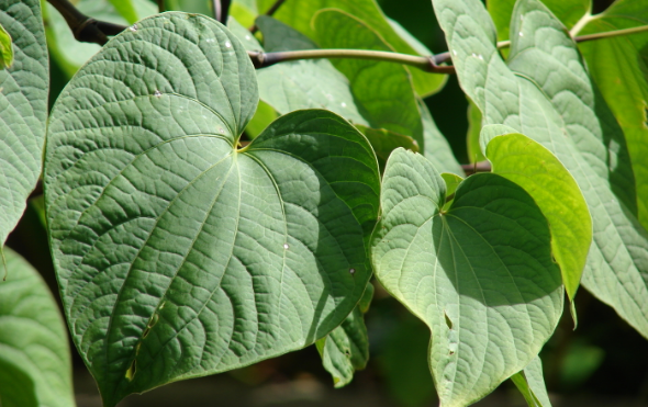 What are the benefits of kava kava