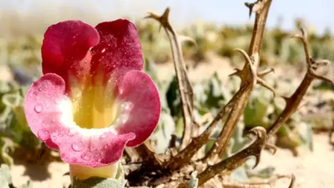 Devil's Claw