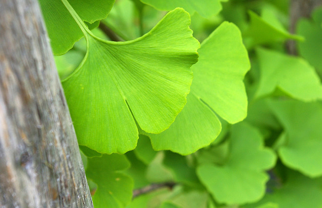 What is Ginkgo used for