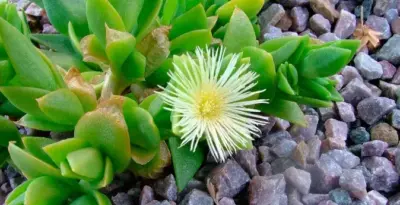 What is Kanna extract