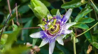 What is Passionflower used for