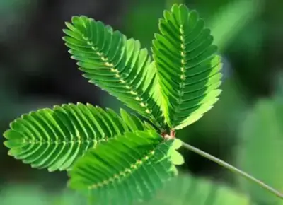 What is mimosa hostilis root bark used for