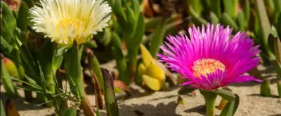 What other plants can I combine Kanna with